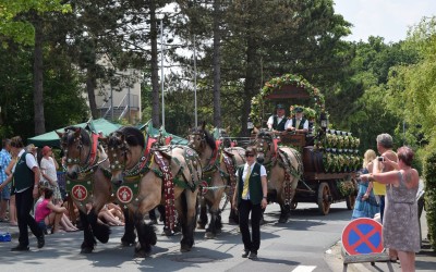 Kirschenmarkt 2015